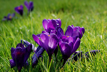 Image showing Purple crocuses caught in beautiful spring sunshine