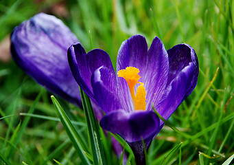 Image showing Deep purple crocus bloom in the grass