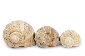 Image showing Three shells arranged horizontally on a white background