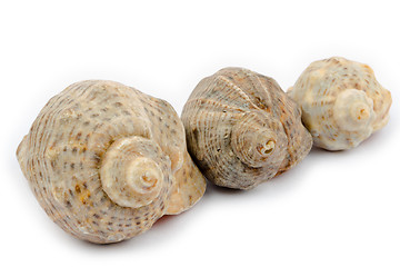 Image showing Three shells arranged diagonally on a white background