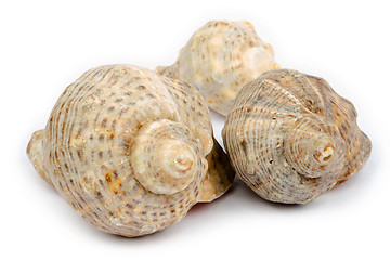 Image showing Three shells arranged into a triangle on a white background