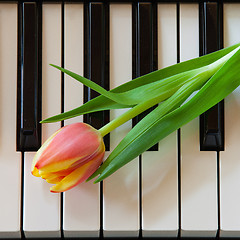 Image showing Music and flowers