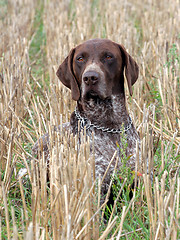 Image showing German Short-haired Pointing Dog on the corn field