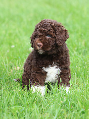 Image showing Romagna Water Dog Puppy 