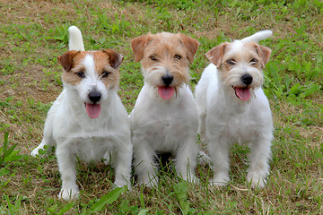 Image showing Jack Russell Terriers in the garden 