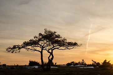 Image showing Pine tree at dusk