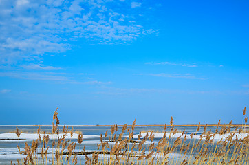 Image showing View from the reeds