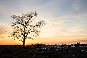 Image showing Lone elm tree at coloured sky