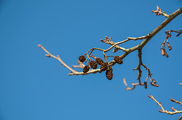 Image showing Alder cones