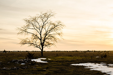 Image showing Lone elm tree at sunset