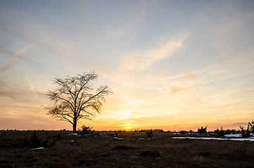Image showing Solitaire tree at sunset