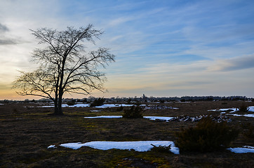 Image showing Lone tree