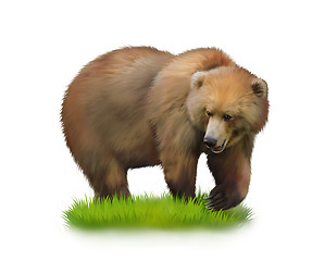 Image showing Walking adult bear on a grass. Isolated realistic illustration on white background