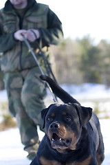 Image showing Military Dog