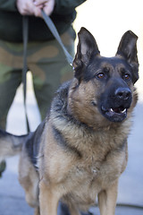 Image showing Military Dog