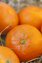 Image showing Mandarins