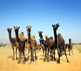 Image showing camels during festival in Pushkar