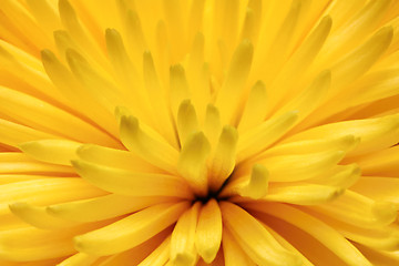 Image showing yellow chrysanthemum flower macro