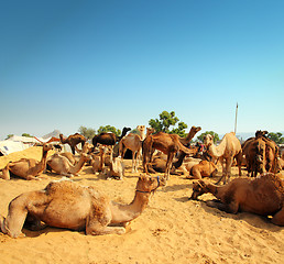 Image showing camels during festival in Pushkar