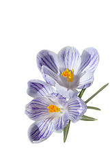 Image showing Crocus Flowers