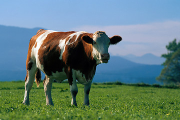 Image showing ox