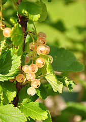 Image showing White currant