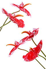 Image showing Bright Anthurium Flowers