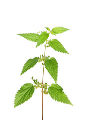 Image showing Stinging nettle (Urtica dioica)