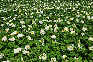 Image showing Potato field