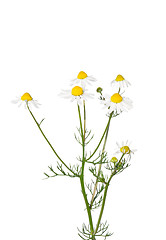 Image showing German chamomile (Matricaria chamomilla)
