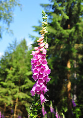 Image showing Common foxglove (Digitalis purpurea)