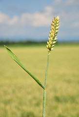 Image showing Wheat (Triticum aestivum)