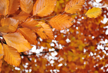 Image showing Fall leaves