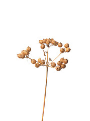 Image showing Coriander seeds (Coriandrum sativum)