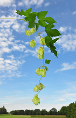 Image showing Hop (Humulus lupulus)