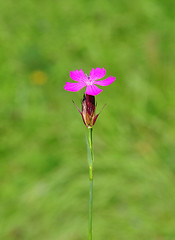 Image showing Carthusian pink (Dianthus carthusianorum)