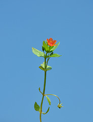 Image showing Scarlet pimpernel (Anagallis arvensis)