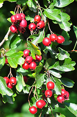 Image showing Midland hawthorn (Crataegus laevigata)