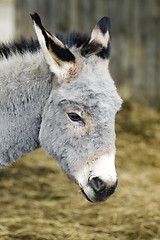 Image showing Donkey