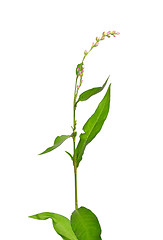 Image showing Tasteless water-pepper (Persicaria dubia)