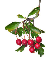 Image showing Midland hawthorn (Crataegus laevigata)