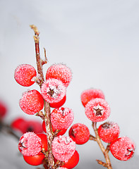 Image showing Berries in winter (Cotoneaster)