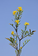 Image showing Creeping yellowcress (Rorippa sylvestris)