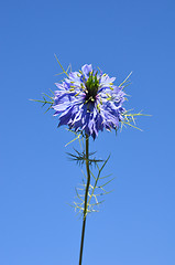 Image showing Love-in-a-mist (Nigella damascena)