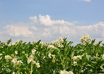 Image showing Potato field