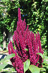 Image showing Red amaranth (Amaranthus cruentus)