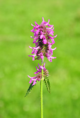 Image showing Purple betony (Betonica officinalis)