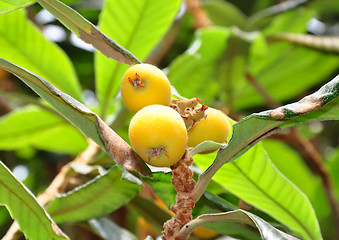 Image showing Loquat (Eriobotrya japonica)