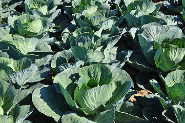 Image showing Cabbage field