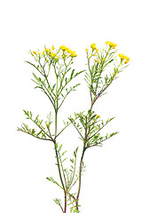 Image showing Creeping yellowcress (Rorippa sylvestris)